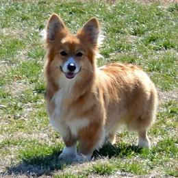 Sky - Pembroke Welsh Corgi