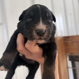 BTF 2 - Black tri-color female Australian Shepherd puppy in Bainbridge, Ohio from CK Aussies