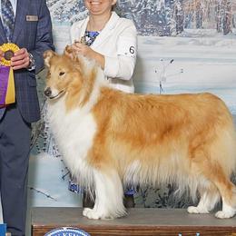 Collies from Morgan's Collies