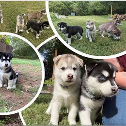 Siberian Husky Puppies from Rocket City Huskies