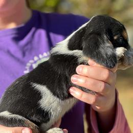 Male 1 - Black brown and white male Basset Hound puppy in Lindley, New York from Hill Top Basset Hounds & Cane Corso
