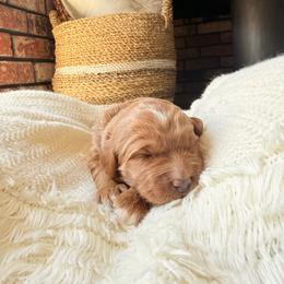 Royal - Red  male Goldendoodle puppy in Waterford, California from Alvdoodles