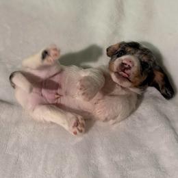 Comet AKC - Dapple male Dachshund puppy in Erie, Michigan from Champagne’s Grinch Toe’d Dachshunds