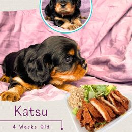 Katsu - Black and tan male Cavalier King Charles Spaniel puppy in Kapaa, Hawaii from Hanai Cavaliers