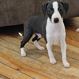 Winnie wide blaze boy - Seal male Italian Greyhound puppy in Phillips, Maine from Maplewood Italian Greyhounds