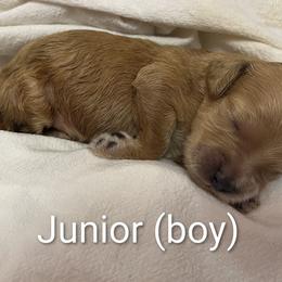 Junior - Apricot male Poodle puppy in Vinton, Iowa from Doodles to Love