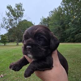 Molly - Brown female Cocker Spaniel puppy in Florence, South Carolina from Reddick's American Cocker Spaniels