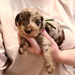 Motley - Merle male Cockapoo puppy in Denver, Pennsylvania from Greenview Puppies