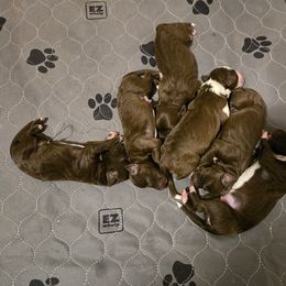 Border Collie and Golden Retriever Puppies from Sona Kennels