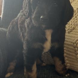 Molly - Tri-color female Bernedoodle puppy in Arabi, Georgia from Huckadoodle Farm