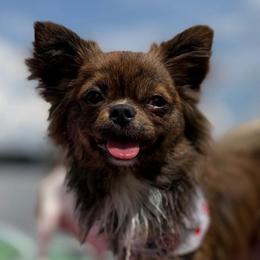 Brody - Chihuahua