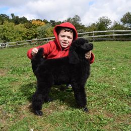 Poodle Puppies from D and D Standard Poodles