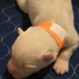 Orange boy - White male Siberian Husky puppy in Quincy, Illinois from Boden Breeding