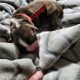 Miniature Australian Shepherd Puppies from Bornagain Paws