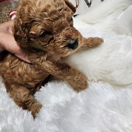 Boy 3 - Red  Goldendoodle puppy in Wellford, South Carolina from 4goldendoodles