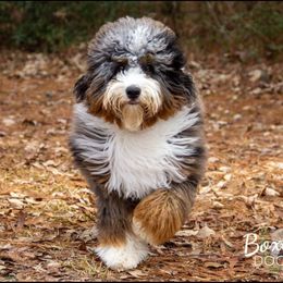 Waylon - Bernedoodle
