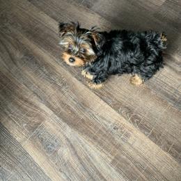 Yorkshire Terrier Puppies from Missy Lu Lap Puppies