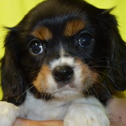 Simone - Tri-color female Cavalier King Charles Spaniel puppy in Townville, South Carolina from Mid Lake Cavaliers