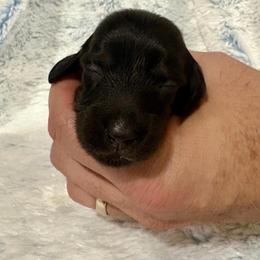 Black and tan female - Black and tan female Dachshund puppy in Ozark, Alabama from Honey Hill Dachshunds