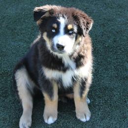 Smudge - Black tri-color male Australian Shepherd puppy in Sonoita, Arizona from Gardner Canyon Kennels