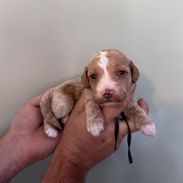Ducky - Red  male Goldendoodle puppy in Calera, Alabama from Red Mountain Minis
