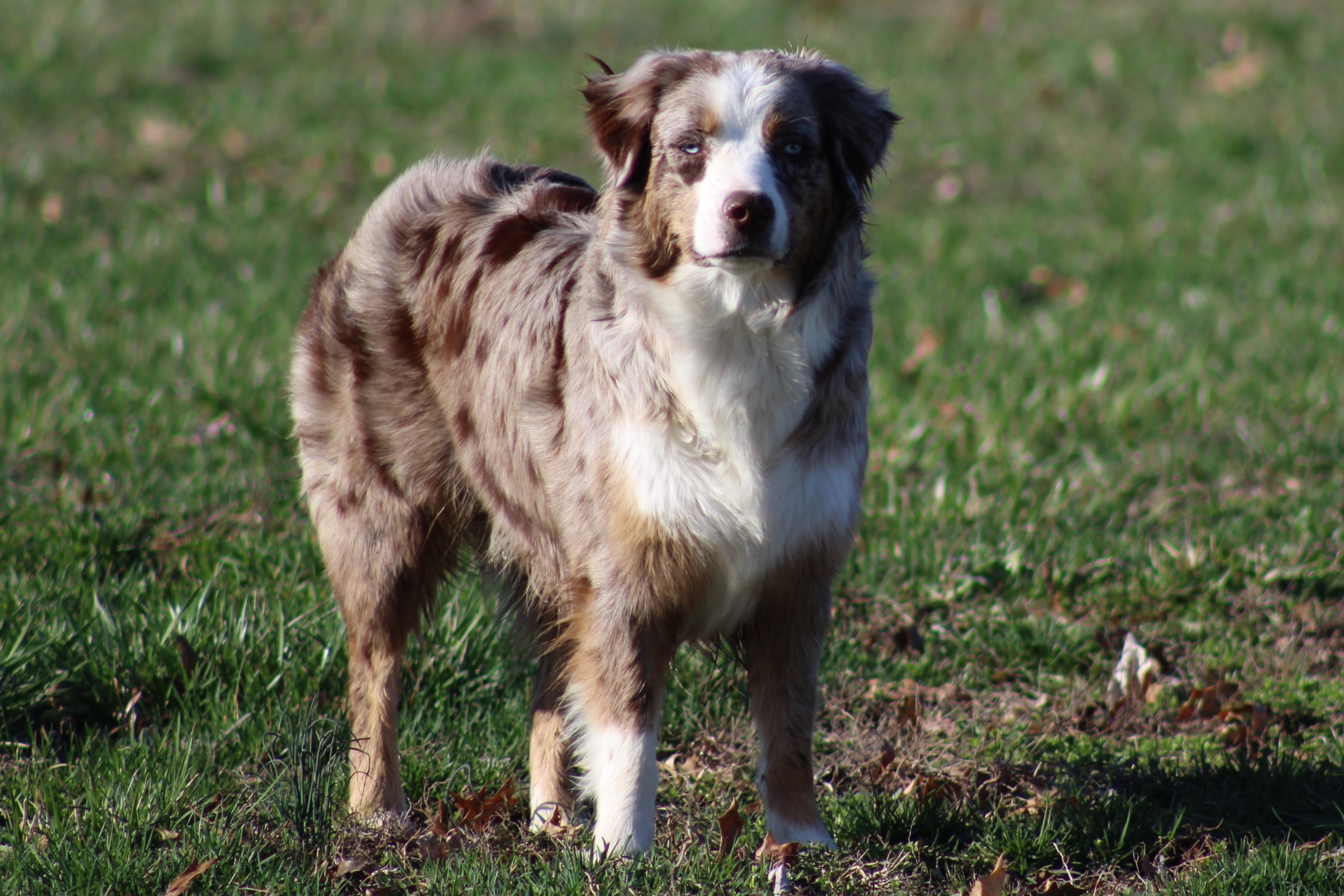 Vistar Aussies in Missouri | Australian Shepherd puppies | Good Dog