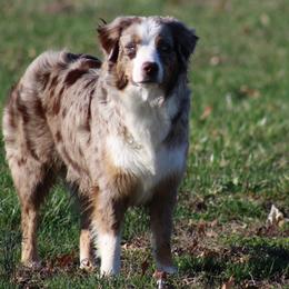 Australian Shepherds from Vistar Aussies