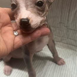 Ethan - Palomino male Chinese Crested puppy in Henderson, Kentucky from Western Kentucky Chihuahua’s and Chinese Crested’s