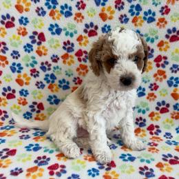 Basil - male Cavapoochon puppy in North Lawrence, Ohio from Liberty Pups