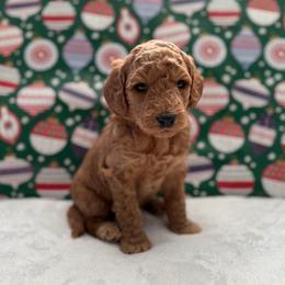 Molly - Apricot female Goldendoodle puppy in Fayetteville, Arkansas from Mountain Grove Doodles
