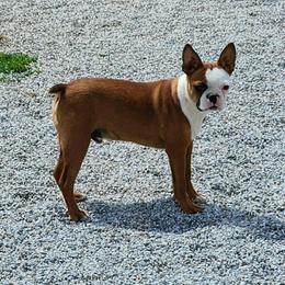 Ollie - Red male Boston Terrier puppy in San Antonio, Texas from JT Bostons