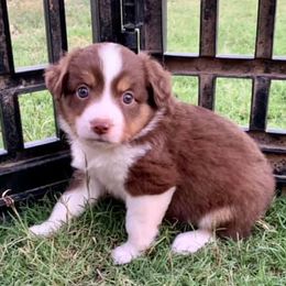 Australian Shepherds from Renegade Performance Australian Shepherds