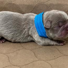 Boy 2 - Liver male French Bulldog puppy in Amarillo, Texas from Bomb City Bulldogs
