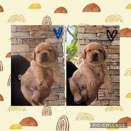 Blue Collar Male - Yellow male Labrador Retriever puppy in Kissimmee, Florida from SunState Labs