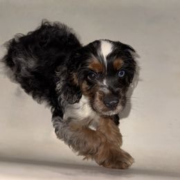 Whiskey - Cocker Spaniel