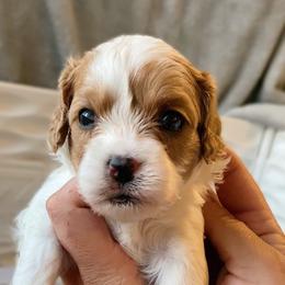 Coral - Blenheim female Cavapoo puppy in Van Alstyne, Texas from Home Grown Puppies