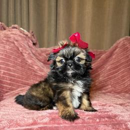 Lady - Sable and white female Shih Tzu puppy in Phoenix, Arizona from Spoiled ShihTzu LLC