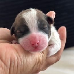 Boy 3 - Parti male Poodle puppy in Pawtucket, Rhode Island from Ds_minidoodles