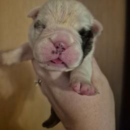 Pink - Red brindle and white female Bulldog puppy in Walhalla, South Carolina from Lowery's English Bulldogs