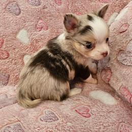 AKC Champion Sired Eric - Chocolate and white male Chihuahua puppy in Newport, Maine from Pinewood Acres Chihuahuas