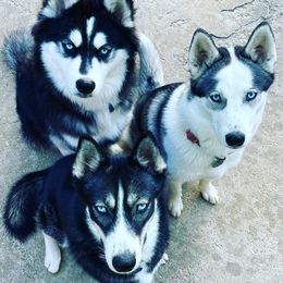 Siberian Huskies from MS Wolf Mafia