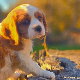 Warren - Blenheim male Cavalier King Charles Spaniel puppy in Watsontown, Pennsylvania from Huntsman Cavaliers