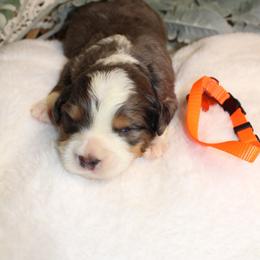 Orange - Merle male Bernedoodle puppy in Mississippi from Ewing Acres