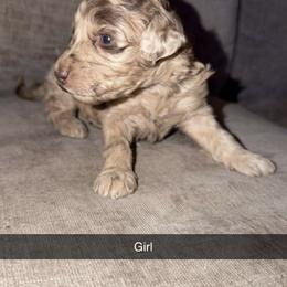 Pear - Merle female Goldendoodle puppy in Richmond, Texas from Harper’s Heartbeats