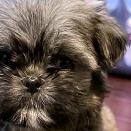 Shih Tzus and Shorkies from Shorkie Land