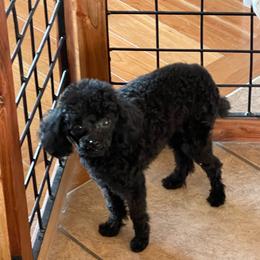 Mickey Nakoa - Poodle