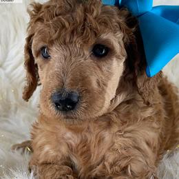 Daia - Poodle puppy from The Olympus Standard Poodle