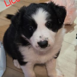Border Collies from Kuhl's Border Collies