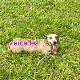 Mercedes - Dachshund