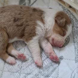 Honor - Red merle female Border Collie puppy in Watsontown, Pennsylvania from Kate Gresham